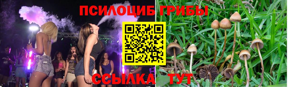 где купить наркотик  Псилоцибиновые грибы Psilocybe  Вход с VPN  Приморско-Ахтарск 